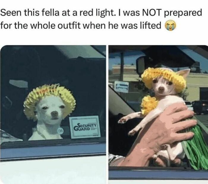 Small dog wearing a yellow flower hat and green outfit, creating one of the most adorable dog memes to warm your heart.