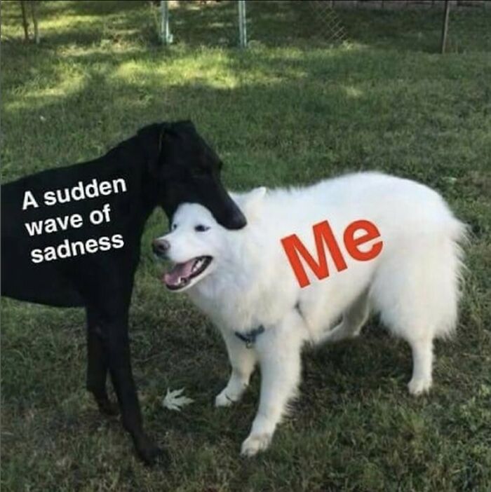 Two dogs labeled Me and A sudden wave of sadness, illustrating an emotional moment in adorable dog memes.