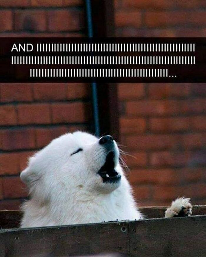 White fluffy dog making a howling face behind a fence, a cute moment from adorable dog memes to warm your heart.