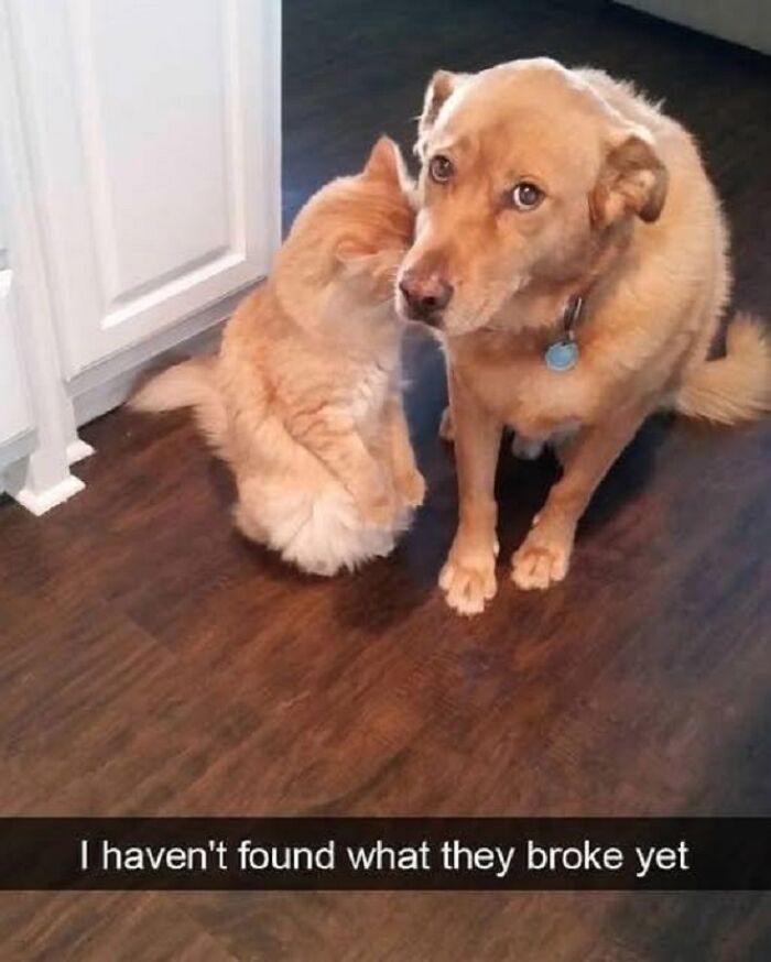 Dog and cat sitting together looking guilty on a wooden floor in a wholesome and funny animals moment