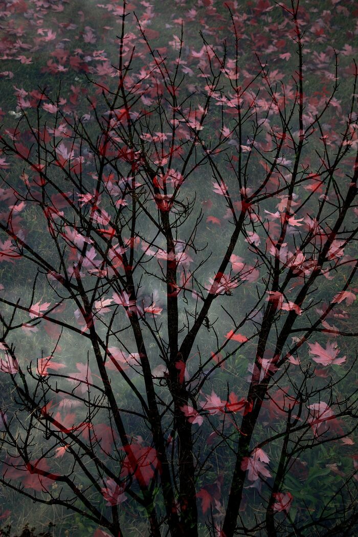 Bare tree branches overlapped with red autumn leaves in an artistic nature photography contest image.