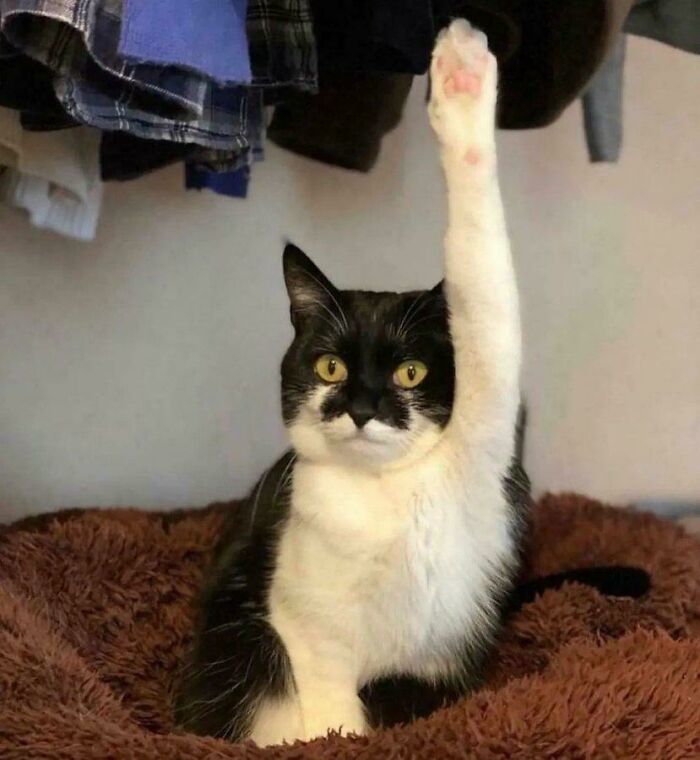 Black and white cat sitting on a brown blanket with one paw raised, appearing as if the kitty has question or is curious.