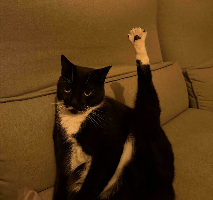 Black and white cat sitting on a sofa with one leg raised, showing a curious and questioning pose for kitty has question.
