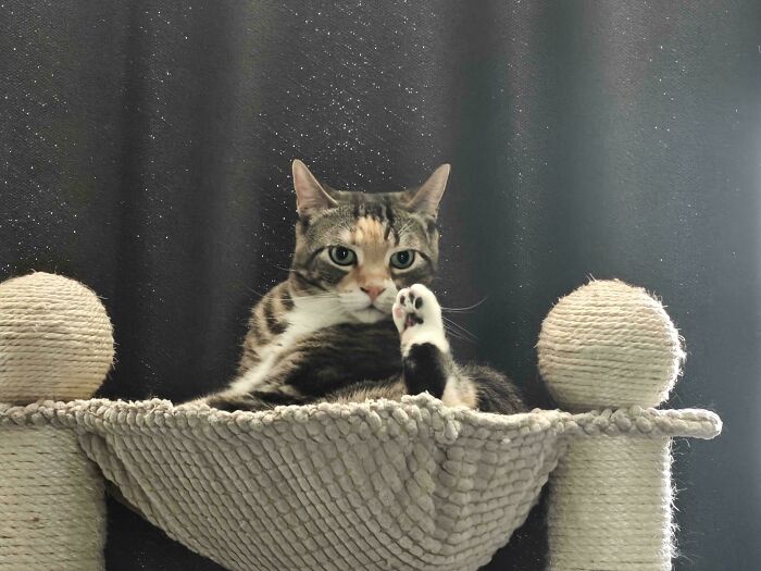 Cat lying in a cozy hammock perch with paw raised, appearing curious against a dark sparkling curtain background.
