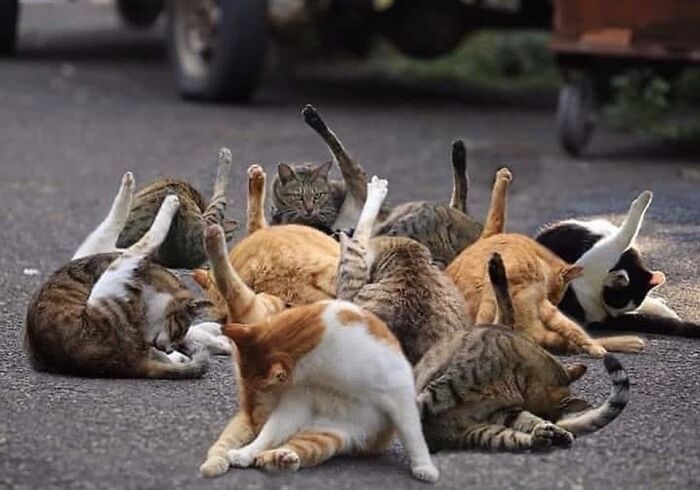 Group of cats lying on their backs with legs raised, showing playful and curious kitty behavior outdoors.