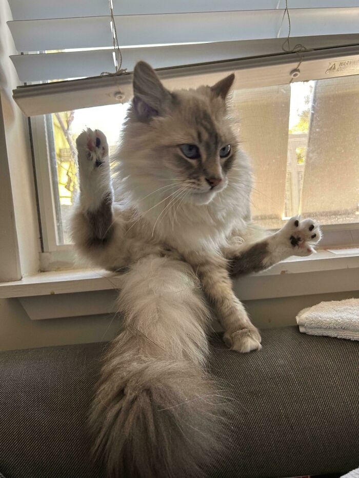 Fluffy kitty with raised paws sitting by a window, looking curious and thoughtful in natural light indoors.