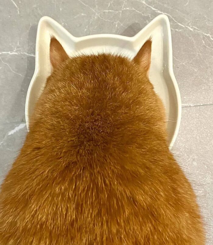 Orange cat perfectly aligned with cat-shaped bowl, creating a seamless and brain-scratching visual alignment moment.