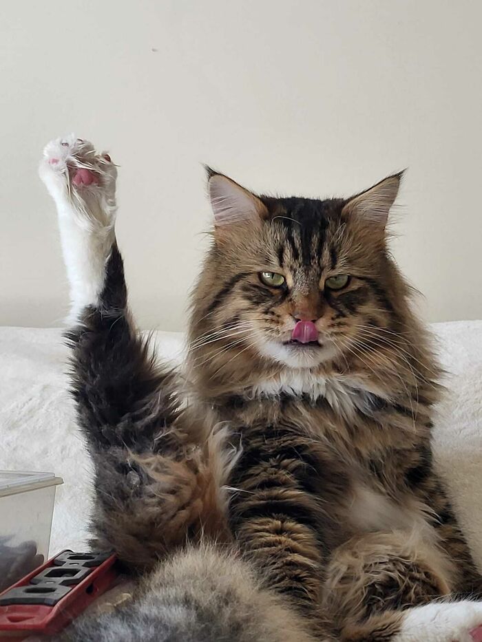Fluffy tabby kitty with raised leg licking lips, sitting on a couch with a calm and curious expression.