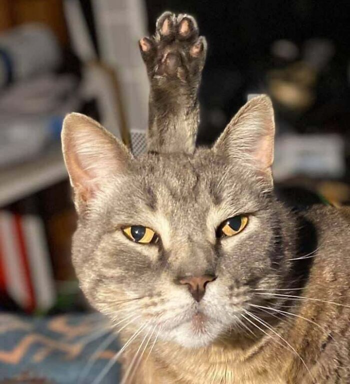 Gray tabby kitty with golden eyes, raising a front paw above its head as if asking a question.