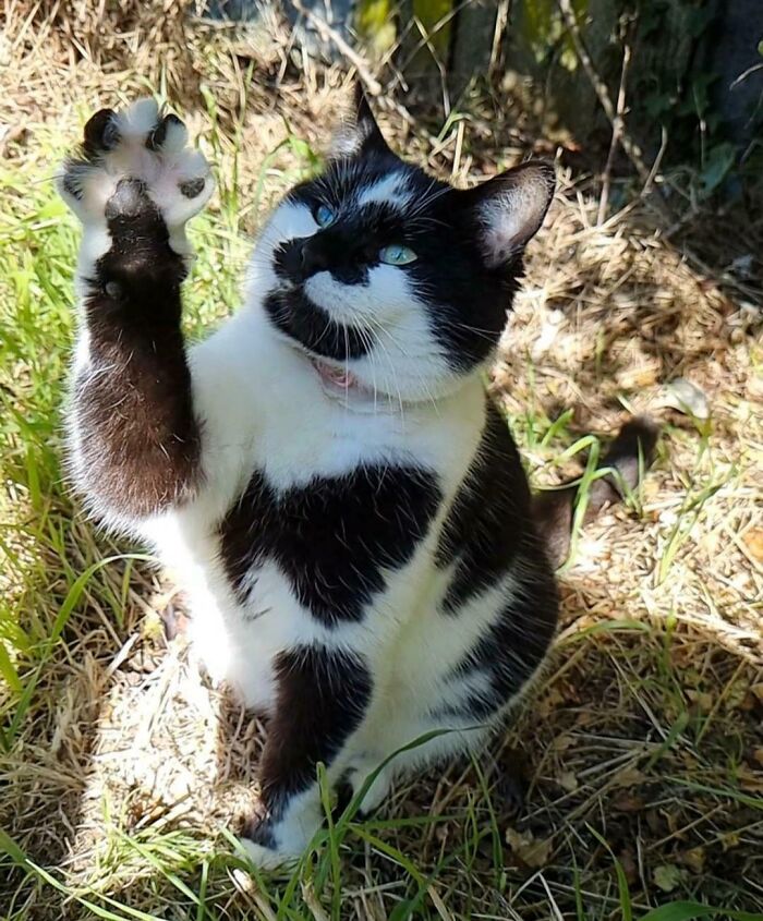 Black and white kitty outdoors raising paw with curious expression in natural grass and sunlight setting.