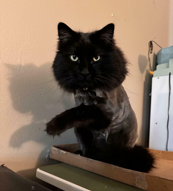 Black fluffy kitty with shaved body sitting on a tray, looking attentively with a curious expression, kitty has question.