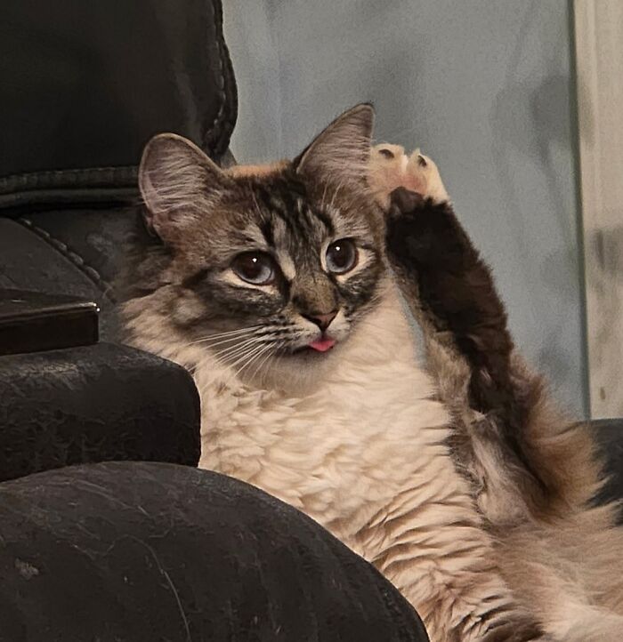 Fluffy kitty with tongue out lounging on a chair with one paw raised as if the kitty has question.
