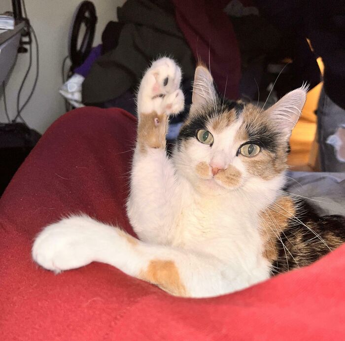 Calico cat lying on red blanket with raised paw as if kitty has question, looking directly at the camera.