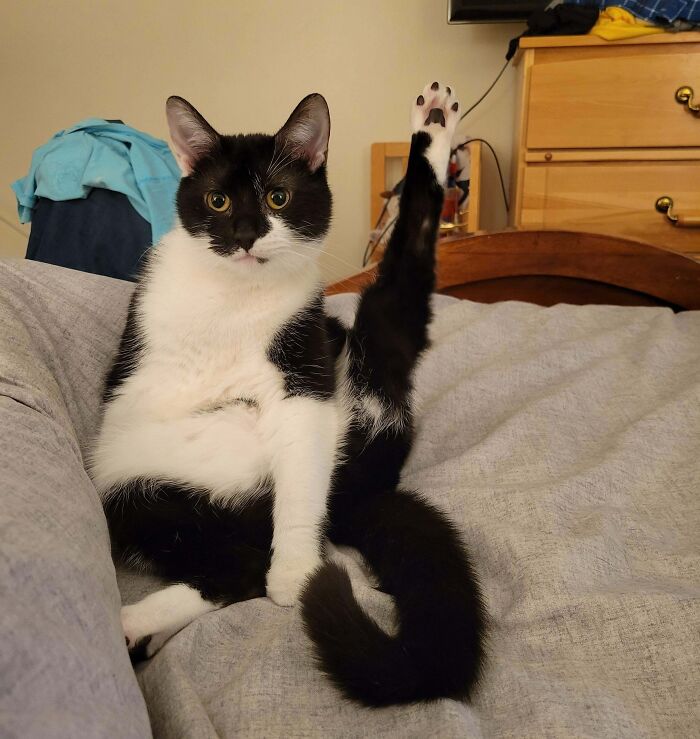 Black and white kitty sitting with one leg raised on bed, looking curious with a question in a cozy bedroom.