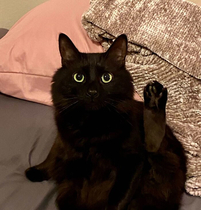 Black kitty with bright eyes sitting on a bed, raising one paw as if the kitty has question or curiosity.