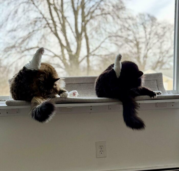 Two cats cleaning themselves on a window ledge with one raising a leg, showing a playful kitty has question pose.