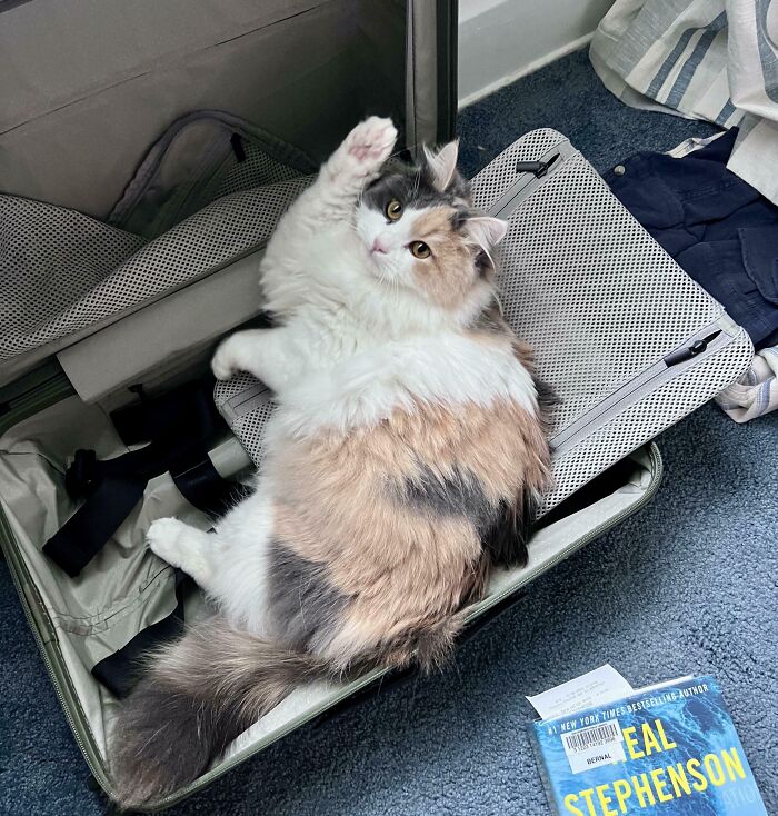 Fluffy calico kitty lying inside an open suitcase with a curious expression, surrounded by travel items and a book nearby.
