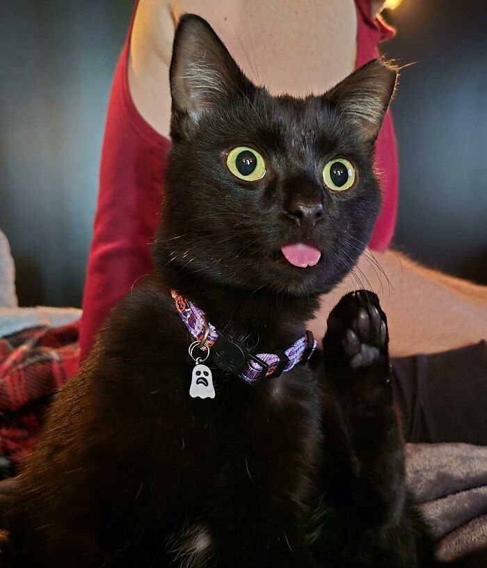 Black kitty with wide eyes and tongue out, wearing a collar with a ghost charm, raising a paw indoors.