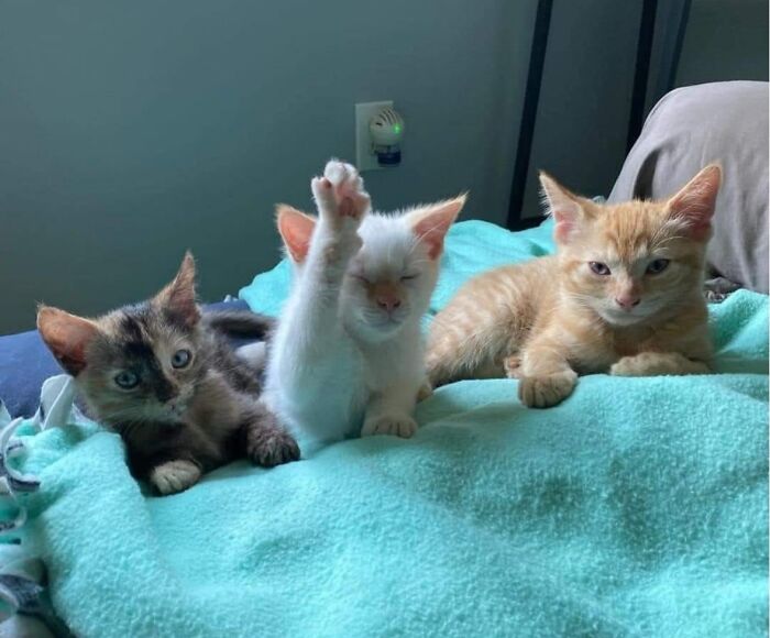 Three kittens resting on a blue blanket, with one white kitty raising its paw as if it has a question.