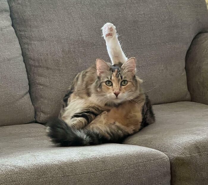 Kitty has question as a fluffy tabby cat sits on a gray couch with one leg raised and looks curiously at the camera