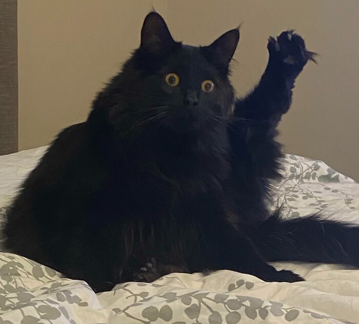 Black fluffy kitty with wide eyes raising a paw while sitting on a patterned bedspread indoors, showing curiosity.