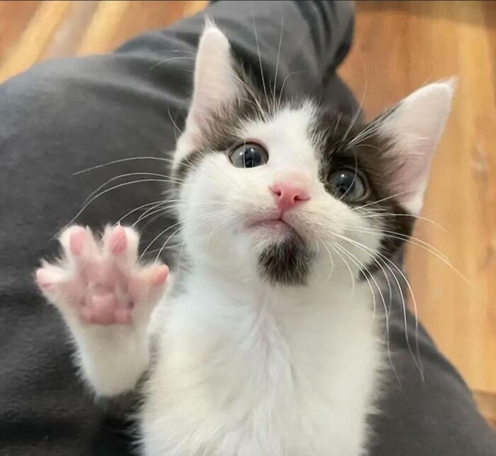 Kitty with a raised paw looking curious and attentive while sitting on a person's lap indoors on a wooden floor.