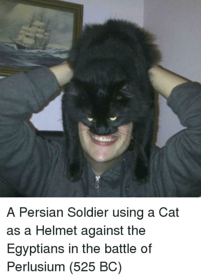 Person wearing black cat as helmet, a funny ancient Egypt meme referencing Persian soldier and battle of Perlusium.