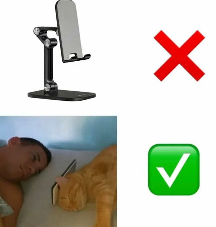 Cat resting with a phone on its head, illustrating wholesome and funny animal moments shared online.