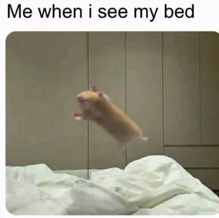 Hamster joyfully leaping onto a bed, showing wholesome and ridiculously funny animal behavior in a cozy bedroom setting.