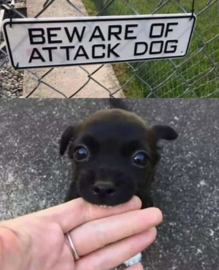 Small black puppy gently biting a person's hand under a beware of attack dog sign, showcasing wholesome and funny animals.