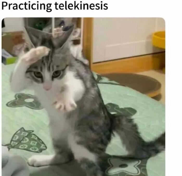Cat sitting on a bed with paws raised, looking like practicing telekinesis in a wholesome and funny animal moment.