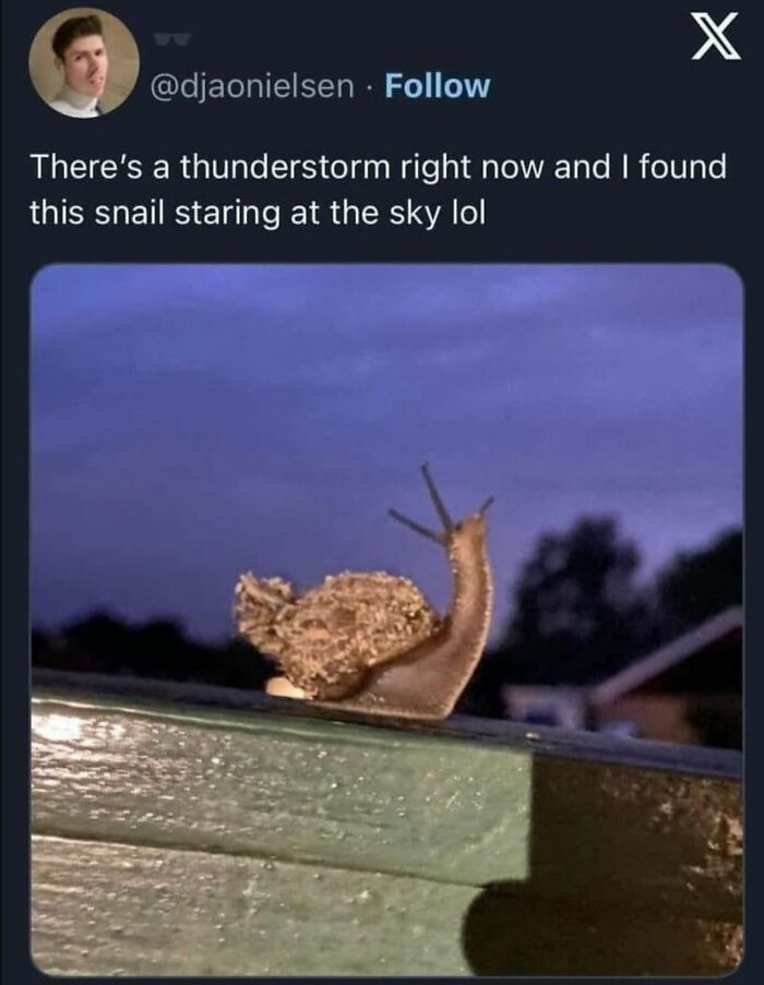 A snail on a fence looking up at a thunderstorm sky, showcasing wholesome and funny animal moments.