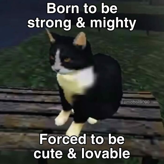 Black and white cat sitting on a wooden bench, showcasing wholesome and funny animal moments online.