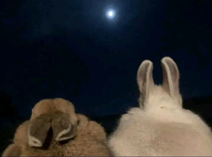 Two rabbits with floppy and upright ears looking at the moon in a wholesome and funny animal moment.
