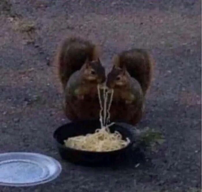Two squirrels sharing noodles from a black bowl, showcasing wholesome and funny animal moments outdoors.