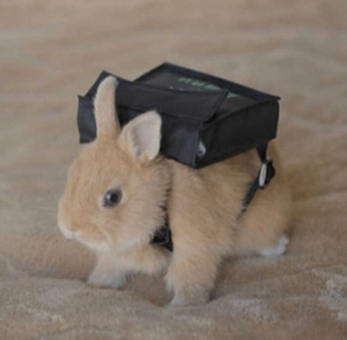 Small fluffy bunny wearing a tiny black backpack, showcasing a wholesome and ridiculously funny animal moment.