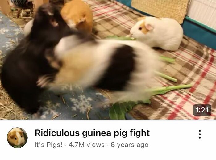 Several guinea pigs playfully interacting on a blanket, showing wholesome and ridiculously funny animal moments.