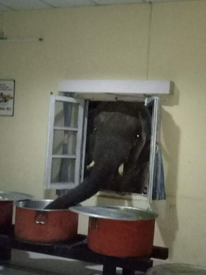 Elephant reaching through a window into a room with pots, showcasing wholesome and funny animal moments.