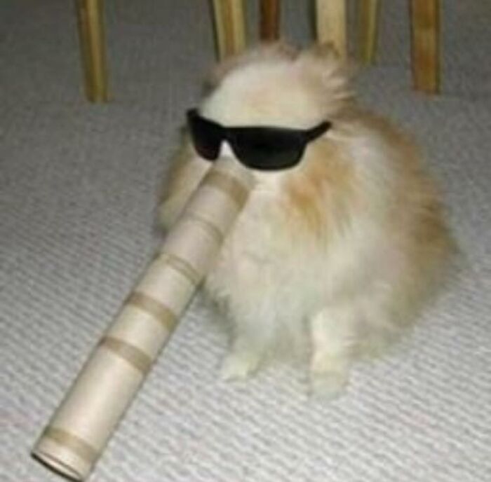 Fluffy dog wearing sunglasses with a long cardboard tube on its nose, a wholesome and funny animal moment.