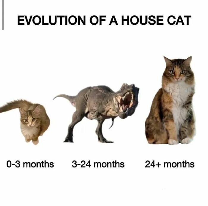 Funny evolution of a house cat shown in three stages, capturing wholesome and ridiculous animal moments from a Facebook group.