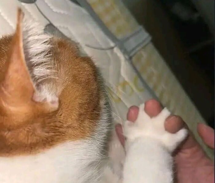 Close-up of a cat's paw with human fingers between its toes, showcasing a wholesome and funny animal moment.