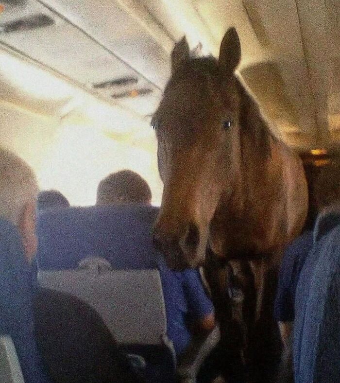 A horse walking down an airplane aisle among seated passengers, showcasing funny and wholesome animal moments.