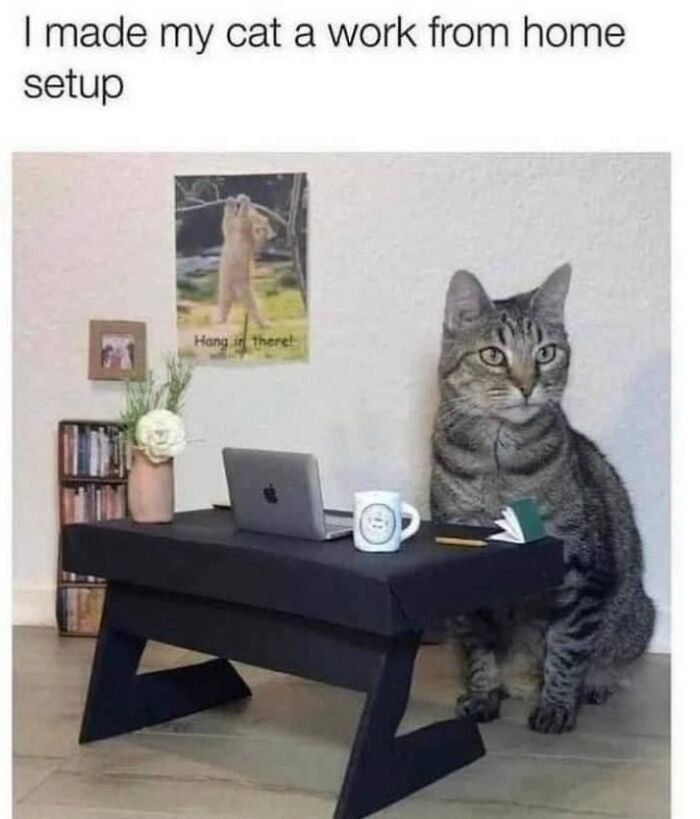 Tabby cat sitting beside a mini work from home setup with laptop and coffee mug, showcasing wholesome and funny animals.