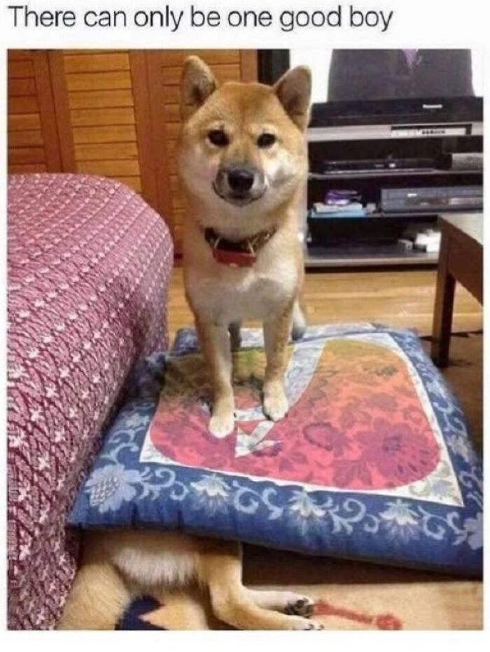 Shiba Inu dog humor with one dog standing on a cushion covering another, showcasing wholesome and funny animals.