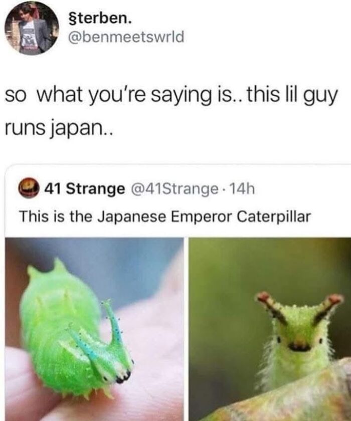 Funny and wholesome animals shown with a close-up of a unique green Japanese Emperor caterpillar.