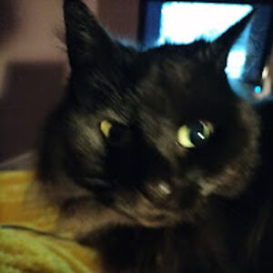 livmaddocks avatar