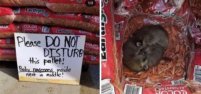 Sign on mulch bags reading please do not disturb baby raccoons nest inside with raccoons curled up in the middle cute animal memes.