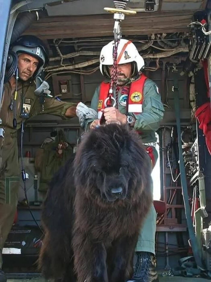 Two military personnel inside aircraft lifting a large dog, illustrating existence and reality in the universe context.