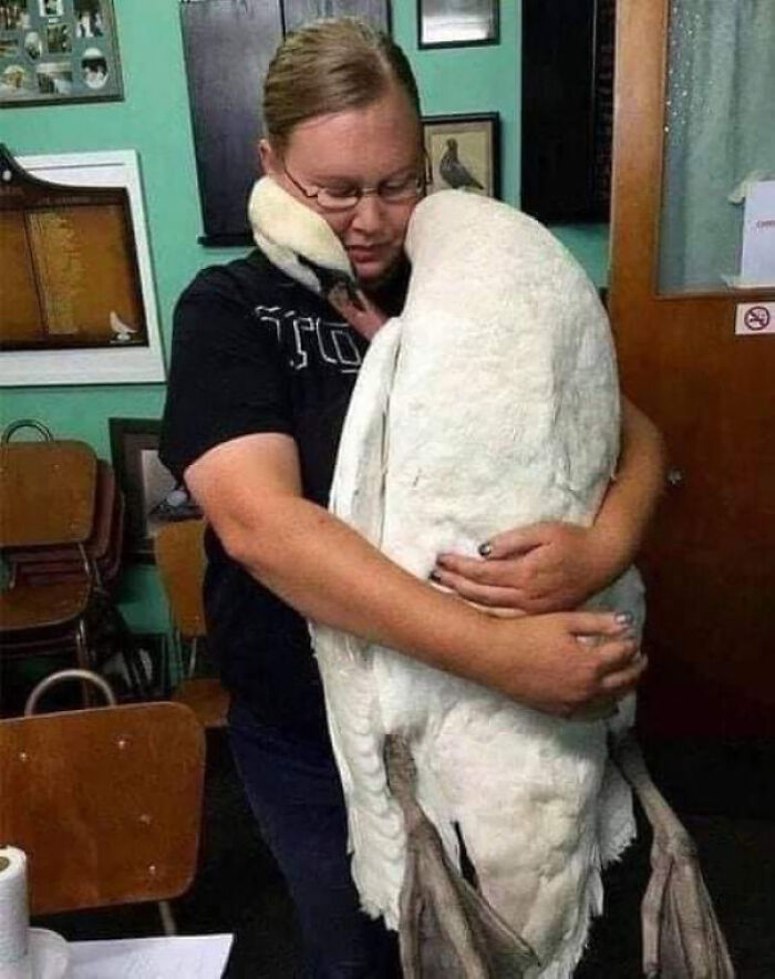 Person embracing a large swan inside a room, symbolizing connection with existence and the reality of the universe.