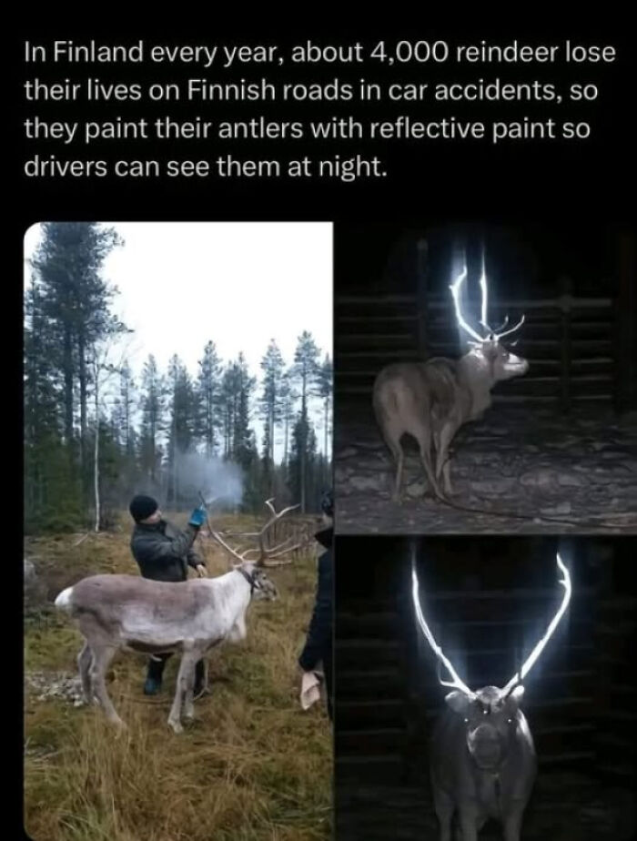 Reindeer in Finland with reflective paint on antlers to prevent car accidents, highlighting existence and reality in nature.